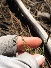 Boechera retrofracta