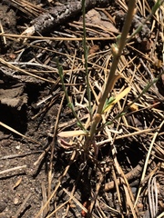 Boechera retrofracta