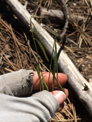 Boechera retrofracta