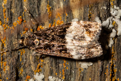 Scoparia minusculalis