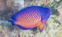 Centropyge bispinosa