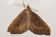 Xanthorhoe occulta