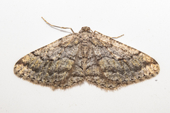 Zermizinga indocilisaria