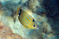 Chaetodon fremblii