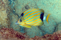 Chaetodon fremblii