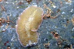 Thysanozoon tentaculatum