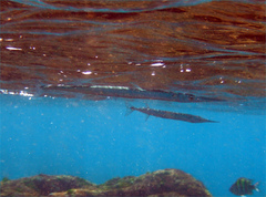 Platybelone argalus
