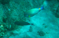 Acanthurus xanthopterus