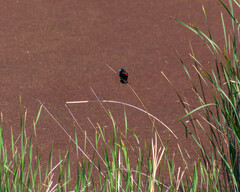 Agelaius phoeniceus californicus