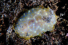 Halgerda terramtuentis