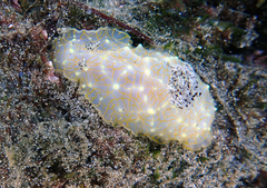 Halgerda terramtuentis