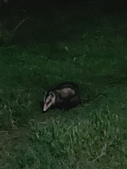 Didelphis albiventris