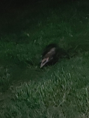 Didelphis albiventris