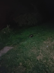 Didelphis albiventris