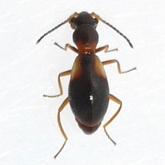 Temnopsophus bimaculatus