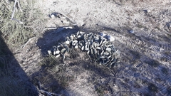 Opuntia basilaris brachyclada