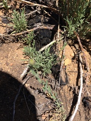 Erigeron breweri
