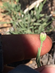 Erigeron breweri