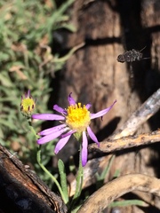 Erigeron breweri