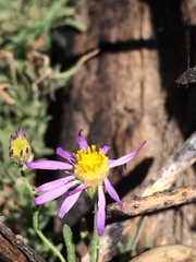 Erigeron breweri