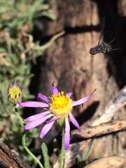 Erigeron breweri