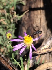 Erigeron breweri