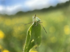 Adelphocoris quadripunctatus
