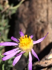 Erigeron breweri