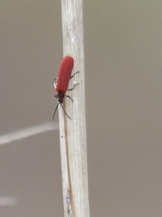 Dictyoptera aurora