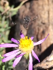 Erigeron breweri