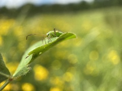 Adelphocoris quadripunctatus