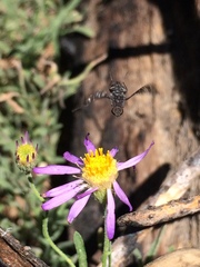 Erigeron breweri