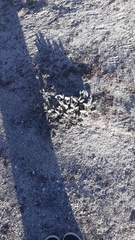 Opuntia basilaris brachyclada