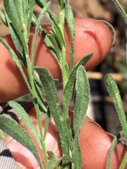Erigeron breweri