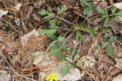 Ranunculus fascicularis
