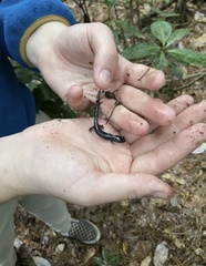 Plethodon mississippi
