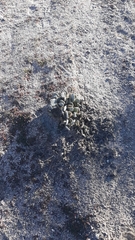 Opuntia basilaris brachyclada