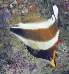 Heniochus chrysostomus