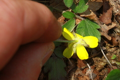 Ranunculus fascicularis