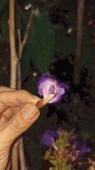 Clitoria dendrina
