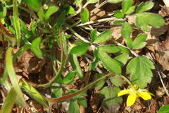 Ranunculus fascicularis