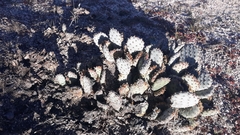 Opuntia basilaris brachyclada
