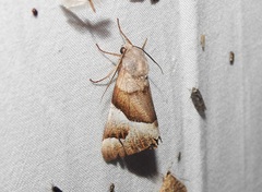 Niceteria macrocosma