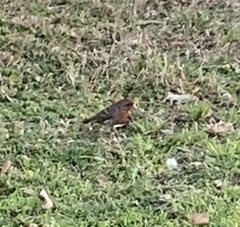 Haemorhous mexicanus