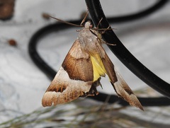 Niceteria macrocosma