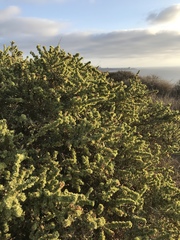 Atriplex canescens canescens