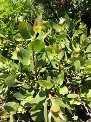Arctostaphylos patula