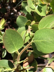 Arctostaphylos patula