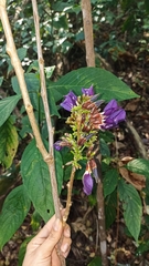 Clitoria dendrina