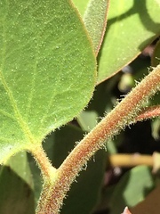 Arctostaphylos patula